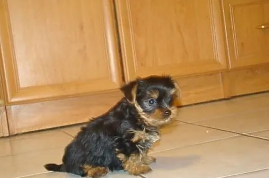 Yorkshire terrier