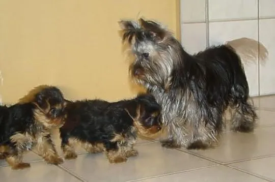 Yorkshire terrier
