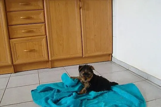Yorkshire terrier