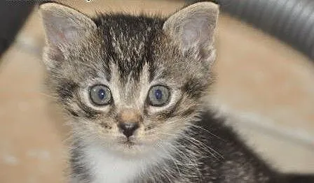 Tycinek malmutki kociak, kotek 5 tyg. ADOPCJA, ma