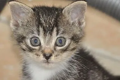 Tycinek malmutki kociak, kotek 5 tyg. ADOPCJA,  ma