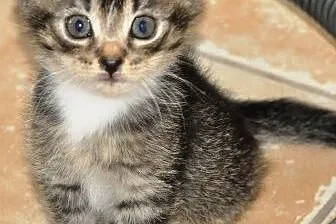 Tycinek malmutki kociak, kotek 5 tyg. ADOPCJA,  ma