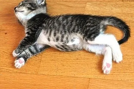 Tycinek malmutki kociak, kotek 5 tyg. ADOPCJA,  ma