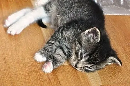 Tycinek malmutki kociak, kotek 5 tyg. ADOPCJA,  ma