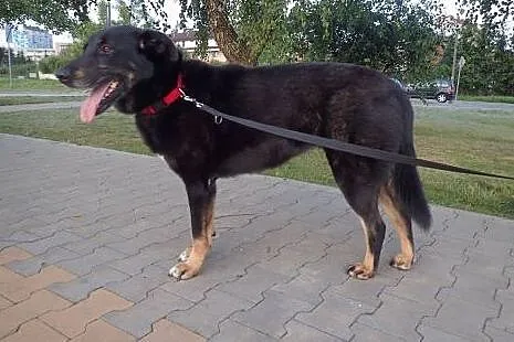 Do adopcji kochana Abi z domu tymczasowego,  małop