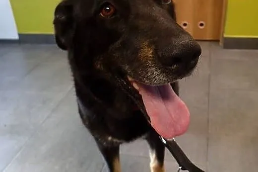 Do adopcji kochana Abi z domu tymczasowego,  małop
