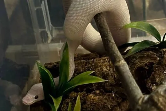 Wąż Pyton królewski (karma)