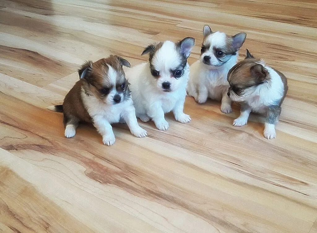 Malutkie Chihuahua - Piękne szczenięta z rodowodem, Łódzkie, Wieluń