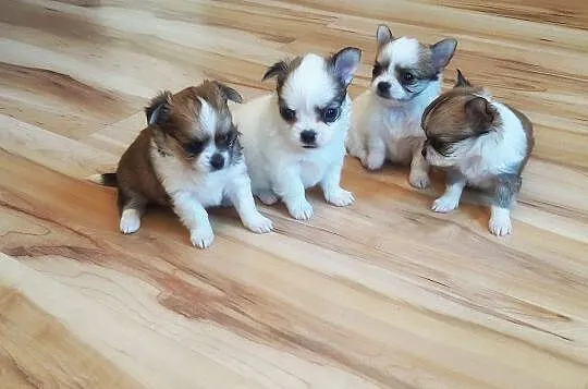 Malutkie Chihuahua - Piękne szczenięta z rodowodem, Łódzkie, Wieluń