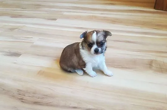 Malutkie Chihuahua - Piękne szczenięta z rodowodem, Łódzkie, Wieluń