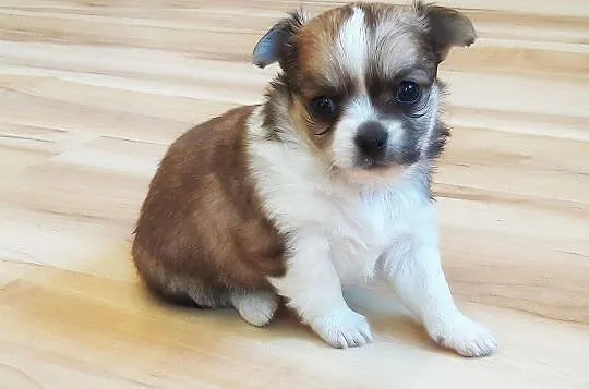 Malutkie Chihuahua - Piękne szczenięta z rodowodem, Łódzkie, Wieluń