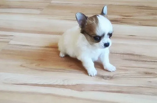 Malutkie Chihuahua - Piękne szczenięta z rodowodem, Łódzkie, Wieluń