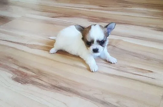 Malutkie Chihuahua - Piękne szczenięta z rodowodem, Łódzkie, Wieluń