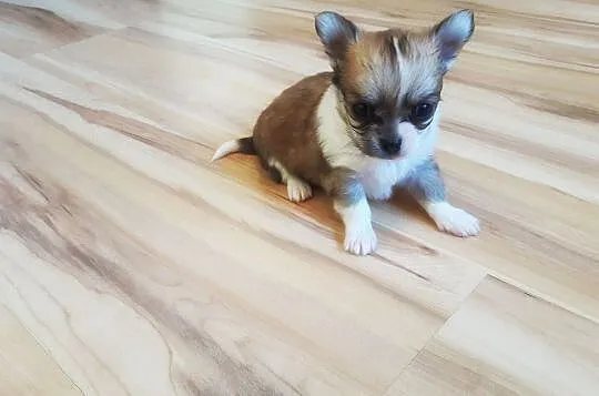 Malutkie Chihuahua - Piękne szczenięta z rodowodem, Łódzkie, Wieluń