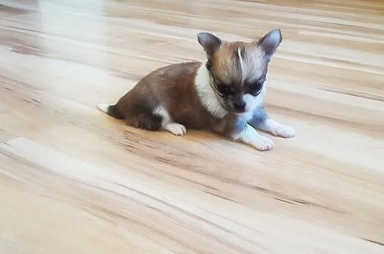 Malutkie Chihuahua - Piękne szczenięta z rodowodem, Łódzkie, Wieluń