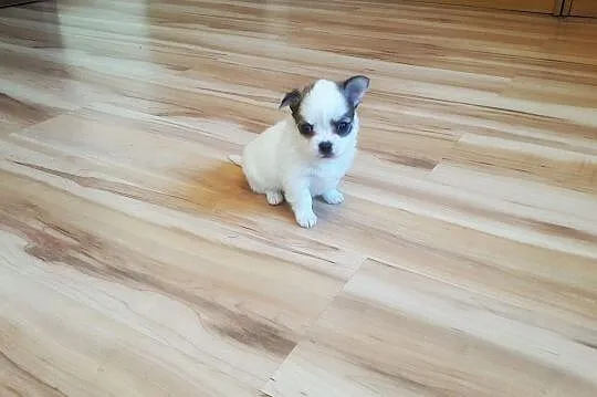 Malutkie Chihuahua - Piękne szczenięta z rodowodem, Łódzkie, Wieluń