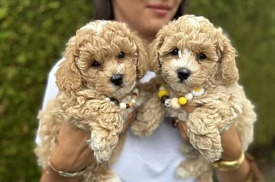 Bichpoo