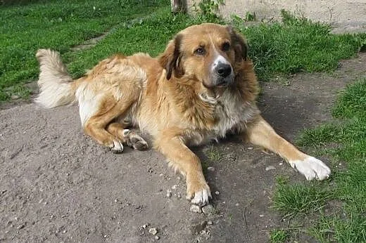 Cudowna psia para, mają tylko siebie - pokochaj ic