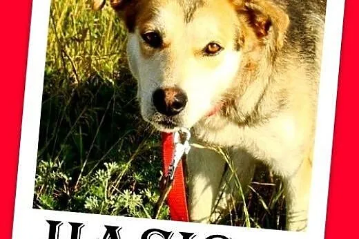 Młody grzeczny piesek HASIO, łagodny,spokojny,posł