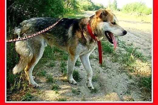 Młody grzeczny piesek HASIO, łagodny,spokojny,posł
