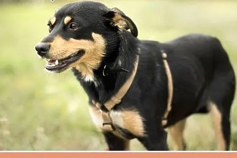 Roczna,nieduża 9 kg,grzeczna, niesmiała, łagodna s