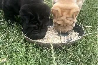 Shar Pei z rodowodem
