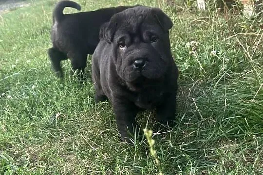 Shar Pei z rodowodem, Lubelskie, Puławy