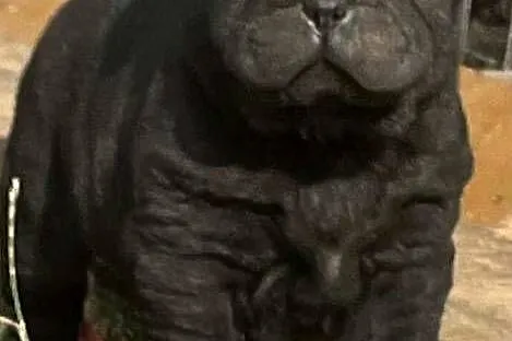 Shar Pei z rodowodem, Lubelskie, Puławy
