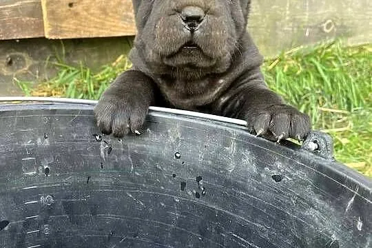 Shar Pei z rodowodem, Lubelskie, Puławy