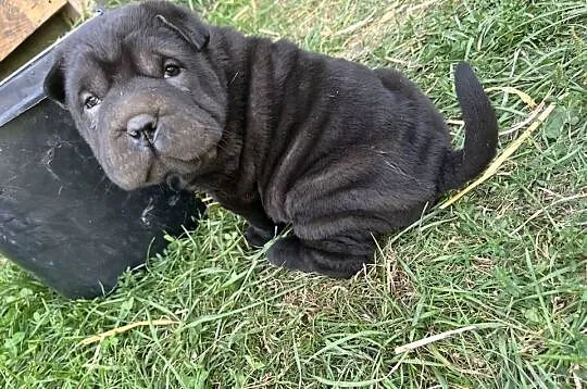 Shar Pei z rodowodem, Lubelskie, Puławy