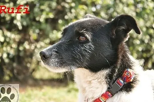 Biedulek Rufi szuka nowego domu