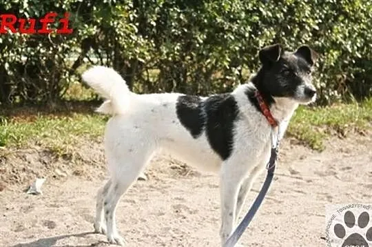 Biedulek Rufi szuka nowego domu