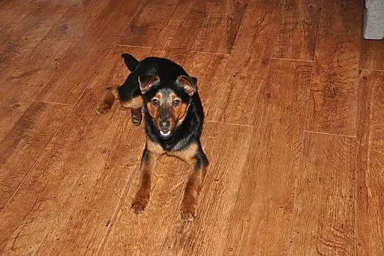 Roczny Lizak, przyjazny i grzeczny psiak TERRIER N