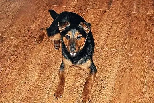 Roczny Lizak, przyjazny i grzeczny psiak TERRIER N