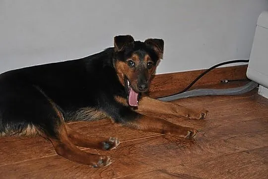Roczny Lizak, przyjazny i grzeczny psiak TERRIER N