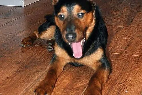 Roczny Lizak, przyjazny i grzeczny psiak TERRIER N