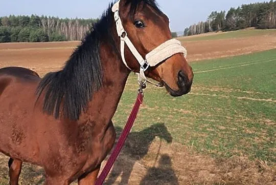 Sprzedam wałaszka, , Wołów