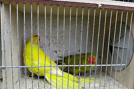 Papugi kozy mordolotki, Pomorskie, Prabuty