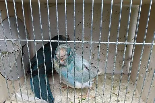 Papugi kozy mordolotki, Pomorskie, Prabuty