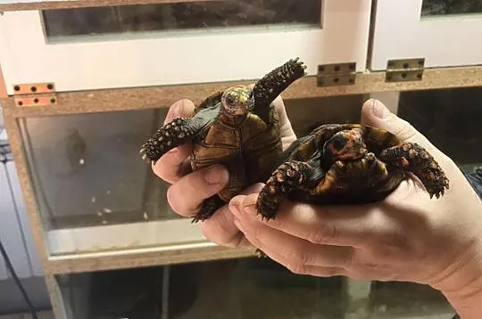 Żółwie żabiuti para żółty i czerwony, Sulejówek
