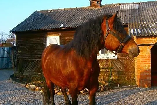 Sprzedam klacz gniadą