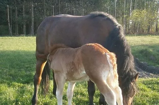 Sprzedam klacz gniadą