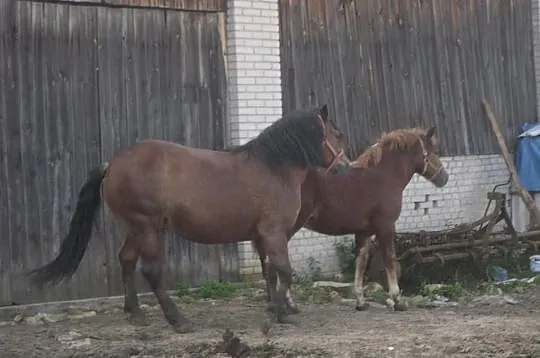 Sprzedam klacz gniadą