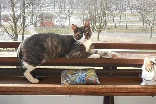 Roni - towarzyski młodziak-przylepa do adopcji!,  