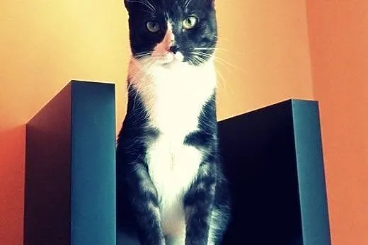 Roni - towarzyski młodziak-przylepa do adopcji!,  