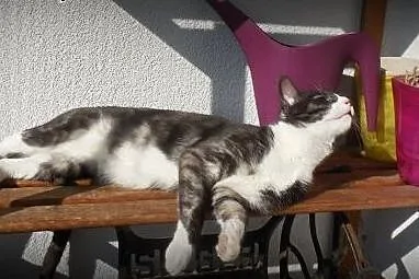 Roni - towarzyski młodziak-przylepa do adopcji!,  