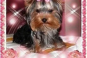 York,yorkshire terrier! ELITARNE MINI CUDEŃKA-XXXS