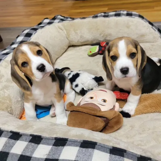 Wunderschöne dreifarbige Beaglewelpen. WhatsApp: +44 7453 907158, , Colant