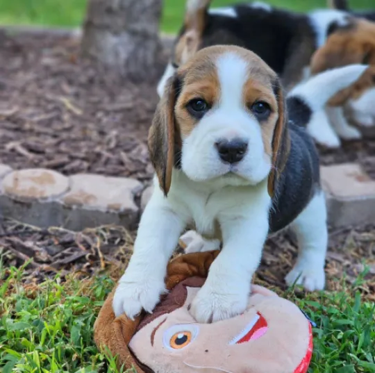 Wunderschöne dreifarbige Beaglewelpen. WhatsApp: +44 7453 907158, , Colant