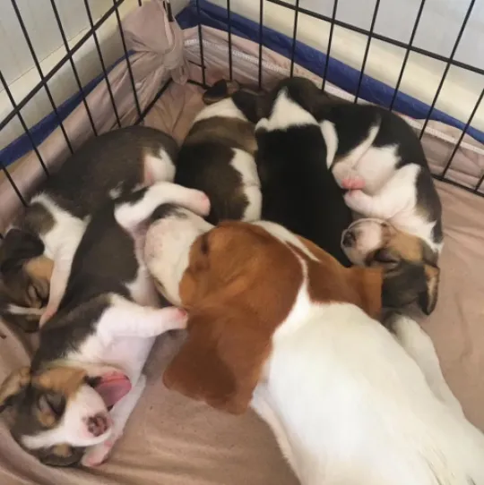 Wunderschöne dreifarbige Beaglewelpen. WhatsApp: +44 7453 907158, , Colant